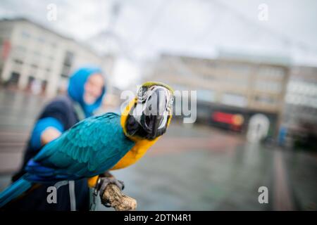 Essen, Allemagne. 22 décembre 2020. Parrot Chikko (Macaw) est assis sur un bâton tenu par le propriétaire Michael sur Kennedyplatz. L'Essener laisse ses deux perroquets voler régulièrement - également dans le centre-ville - à l'extérieur. Credit: Rolf Vennenbernd/dpa/Alay Live News Banque D'Images