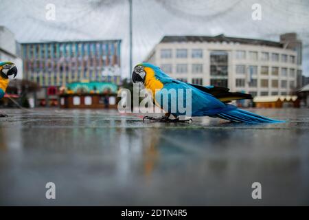 Essen, Allemagne. 22 décembre 2020. Les deux perroquets Chikko et Chikka (Macaw) courent sur la Kennedyplatz, qui est déserte. Michael d'Essen laisse régulièrement ses deux perroquets voler dehors - également dans le centre-ville. Credit: Rolf Vennenbernd/dpa/Alay Live News Banque D'Images