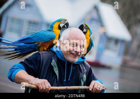 Essen, Allemagne. 22 décembre 2020. Michael porte ses deux perroquets Chikko et Chikka (macaw) sur ses épaules sur Kennedyplatz et parle au personnel de nettoyage de rue. L'homme d'Essen laisse régulièrement ses deux perroquets voler dehors - également dans le centre-ville. Credit: Rolf Vennenbernd/dpa/Alay Live News Banque D'Images