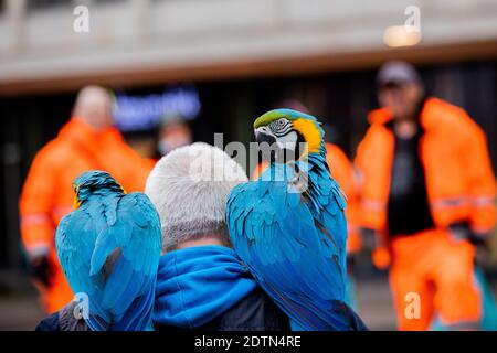 Essen, Allemagne. 22 décembre 2020. Michael porte ses deux perroquets Chikko et Chikka (macaw) sur ses épaules sur Kennedyplatz et parle au personnel de nettoyage de rue. L'homme d'Essen laisse régulièrement ses deux perroquets voler dehors - également dans le centre-ville. Credit: Rolf Vennenbernd/dpa/Alay Live News Banque D'Images