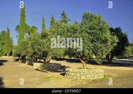 oliveraie du monastère trappiste de Latrun dans le centre d'Israël. Banque D'Images