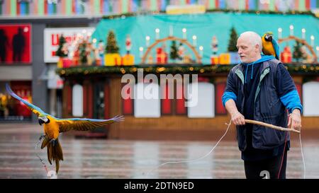 Essen, Allemagne. 22 décembre 2020. Michael laisse ses deux perroquets Chikko et Chikka (macaw) voler sur Kennedyplatz devant un stand de Noël fermé. L'Essener laisse ses deux perroquets voler régulièrement - également dans le centre-ville - à l'extérieur. Credit: Rolf Vennenbernd/dpa/Alay Live News Banque D'Images