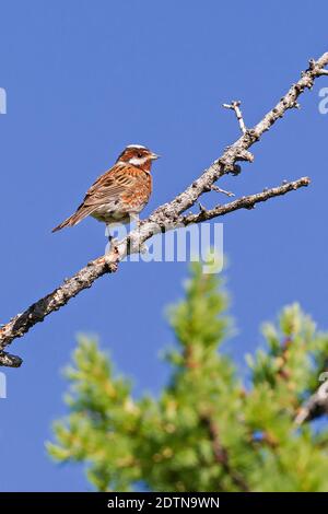 Épi (Emberiza leucocephalos), mâle adulte assis sur la branche de l'épinette, lac Huvsgol, Mongolie Banque D'Images