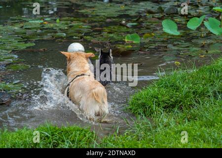 Deux chiens jouant au ballon dans l'étang d'eau du parc Banque D'Images