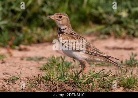 Calandra Lark debout au sol. Banque D'Images