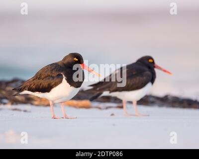 Oystercatcher Magellanique (Haematopus leucopodus) , Iles Falkland, Iles Sea Lion Banque D'Images