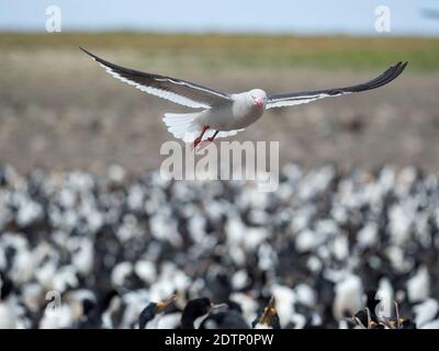 Goéland à dauphins (Leucophaeus scoresbii, Larus scoresbii) en vol au-dessus de la colonie de cerfs impériaux (Roi Cormorant) (Leucocarbo arriceps, Phalacrocorax at Banque D'Images