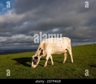 Belle vache paître sur la South Downs Way à Firle Beacon, East Sussex, Royaume-Uni Banque D'Images