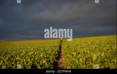 Femme marchant dans un champ planté dans le parc national de South Downs, East Sussex, Royaume-Uni Banque D'Images