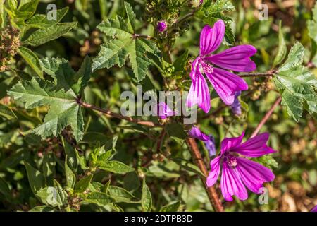 Malva sylvestris, plante de Mallow commune en fleur Banque D'Images