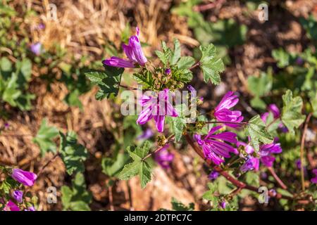 Malva sylvestris, plante de Mallow commune en fleur Banque D'Images