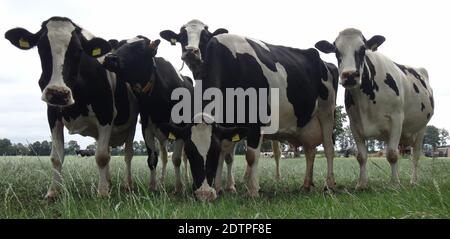 Groupe de cinq vaches curieuses dans un pré. Holstein bétail frison Banque D'Images