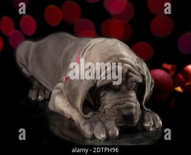 Grand chiot Dane qui est un pur sommeil avec des lumières rouges de Noël derrière et ornement à côté de lui. Banque D'Images