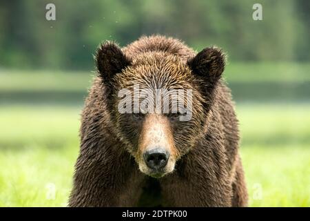 Photo sélective d’un grizzli dans le refuge de l’ours grizzli de Khutzeymateen, dans le nord de la Colombie-Britannique, au Canada Banque D'Images