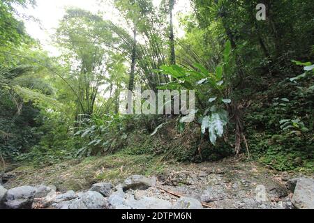 Une photo des cascades d'Argyle dans les Caraïbes, Roxborough, Trinidad & Tobago Banque D'Images