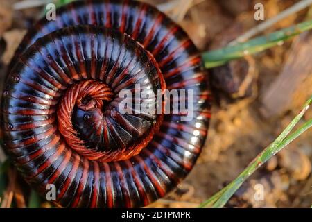 Un centipede avec ses jambes et son corps s'enroule vers le haut Banque D'Images