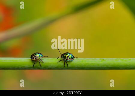 Image macro de deux bugs avec des couleurs vives de marche sur une tige avec un arrière-plan vert flou Banque D'Images