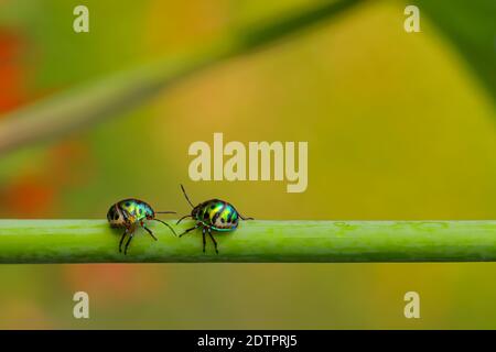 Image macro de deux bugs avec des couleurs vives de marche sur une tige avec un arrière-plan vert flou Banque D'Images