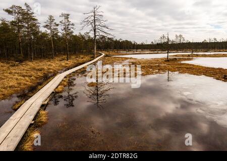 Viru raba (Viru bog) en Estonie dans le parc national de Lahemaa avec une promenade en bois capturée en hiver. Banque D'Images