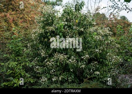 Heptacodium miconioides Banque D'Images