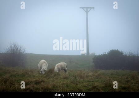 Combe gibbet au sommet de Inkpen Beacon dans le brouillard avec des moutons sur Gallets en bas, Inkpen, Berkshire, Angleterre, Royaume-Uni, Europe Banque D'Images