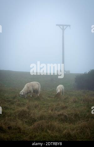 Combe gibbet au sommet de Inkpen Beacon dans le brouillard avec des moutons sur Gallets en bas, Inkpen, Berkshire, Angleterre, Royaume-Uni, Europe Banque D'Images