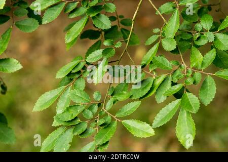 Ulmus parvifolia Banque D'Images