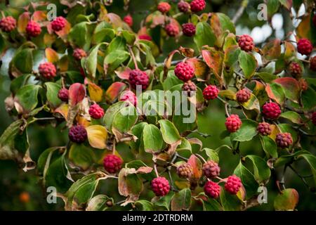 Fruits rouges de Cornus kousa subsp. Kousa Banque D'Images