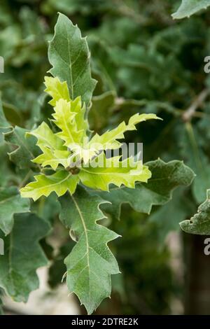 Feuilles de Quercus ithaburensis Banque D'Images