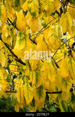 Feuilles d'automne d'Asimina triloba Banque D'Images