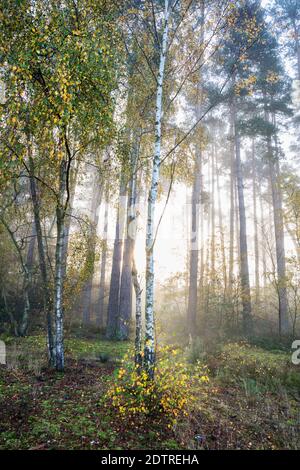 Feuilles d'automne sur les bouleaux argentés dans le brouillard à l'aube, Newtown Common, Burghclere, Hampshire, Angleterre, Royaume-Uni, Europe Banque D'Images