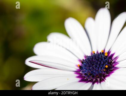 Gros plan de l'ostéospermum blanc avec centre bleu et violet et pollen jaune Banque D'Images