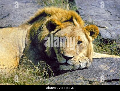 Un jeune lion mâle dort la journée sur un Kopje ou une affleurement rocheux dans le parc national de Serengeti, Tanzanie. Banque D'Images