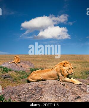 Deux jeunes lions d'Afrique dorment loin la journée et le soleil chaud au sommet d'un kopje en granit dans le parc national de Serengeti en Tanzanie. Banque D'Images