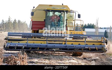 Un agriculteur de Tumalo, en Oregon, utilise une grande moissonneuse-batteuse pour récolter un champ de chanvre industriel. Le chanvre est devenu l'une des principales cultures de trésorerie de l'État. Banque D'Images