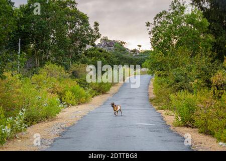 Belle photo de chèvre dans le promontoire de Cam Lap - île à Cam Ranh, Vietnam. Province de Khanh Hoa. Banque D'Images