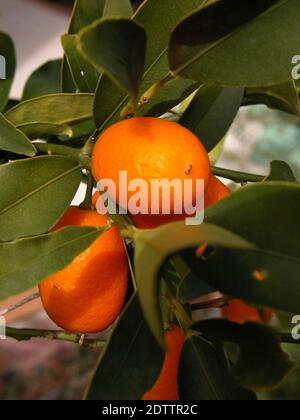 Kumquats (Citrus japonica), originaire de Chine, croissant dans un jardin australien Banque D'Images