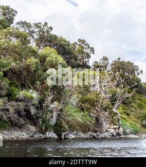 Mélaleucas et eucalyptus et gommages le long de la rivière Moore Guilderton Australie occidentale Banque D'Images