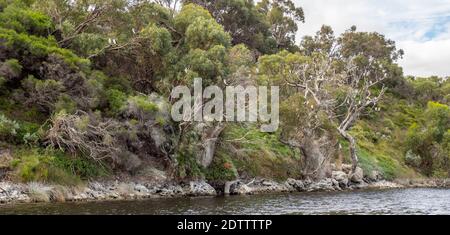 Mélaleucas et eucalyptus et gommages le long de la rivière Moore Guilderton Australie occidentale Banque D'Images