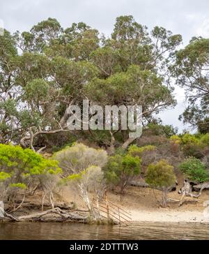 Mélaleucas et eucalyptus et gommages le long de la rivière Moore Guilderton Australie occidentale Banque D'Images