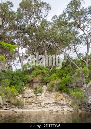 Mélaleucas et eucalyptus et gommages le long de la rivière Moore Guilderton Australie occidentale Banque D'Images