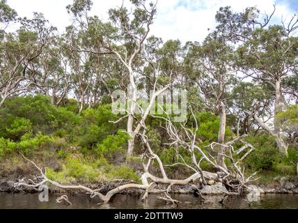 Mélaleucas et eucalyptus et gommages le long de la rivière Moore Guilderton Australie occidentale Banque D'Images