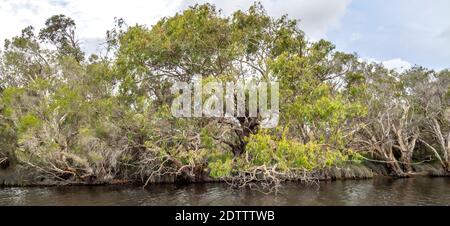 Mélaleucas et eucalyptus et gommages le long de la rivière Moore Guilderton Australie occidentale Banque D'Images