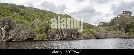 Mélaleucas et eucalyptus et gommages le long de la rivière Moore Guilderton Australie occidentale Banque D'Images