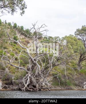 Mélaleucas et eucalyptus et gommages le long de la rivière Moore Guilderton Australie occidentale Banque D'Images