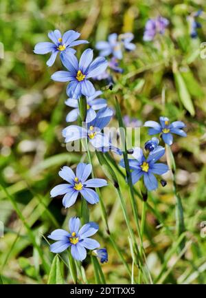 Tache de fleur de l'herbe sauvage aux yeux bleus Sisyrinchium avec foyer sélectif à Houston TX, image de gros plan au format vertical. Banque D'Images