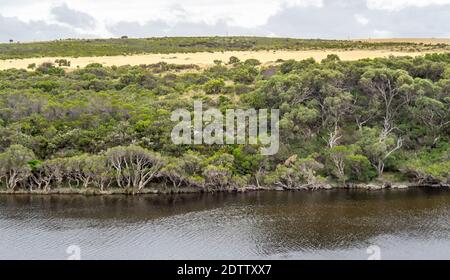 Mélaleucas et eucalyptus et gommages le long de la rivière Moore Guilderton Australie occidentale Banque D'Images