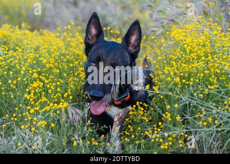 Malinois belges mâchant sur un bâton dans les mauvaises herbes Banque D'Images