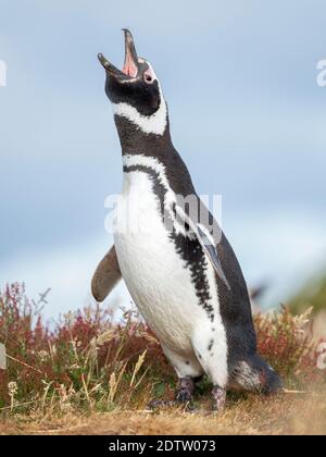 Manchot magellanique (Spheniscus magellanicus). Amérique du Sud, îles Falkland, janvier Banque D'Images