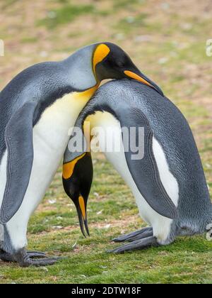 Affichage de la cour. Penguin royal (Aptenodytes patagonicus) sur les îles Falkland dans l'Atlantique Sud. Amérique du Sud, îles Falkland, janvier Banque D'Images